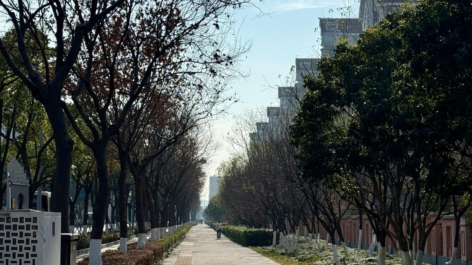 Rehabilitación de camellones y áreas verdes